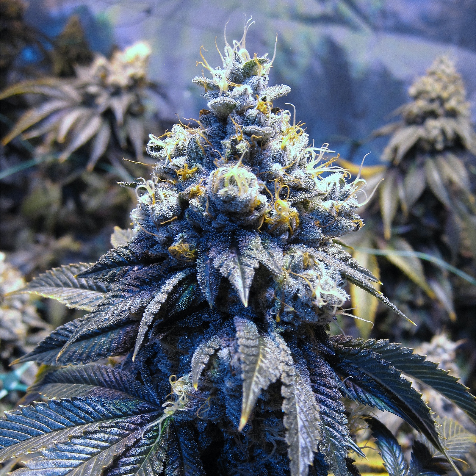 Вид марихуаны фото super lemon haze конопли семена